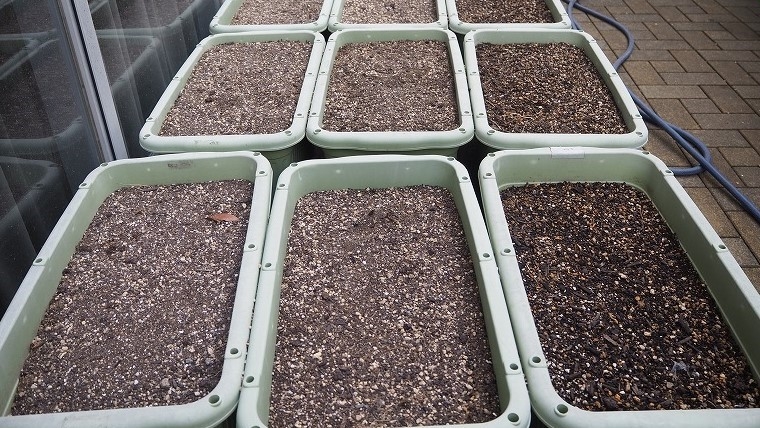 【中3・食育】KINRANファーム～サツマイモの肥料～;